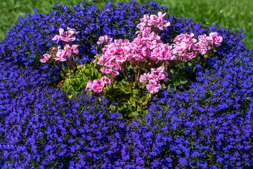 Colorful flower bed with pink and blue flowers