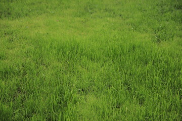 Green grass in the city Park, lawn.