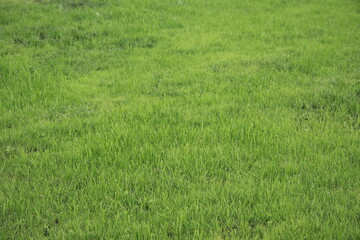 Green grass in the city Park, lawn.