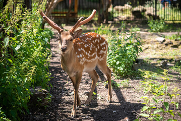 Red brown spotted deer, shallow depth of field.