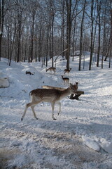 Reindeer Caribou in an animals park, Omega Parc, in Quebec, Montebello, Canada.