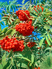 Ashberry on the blue sky background