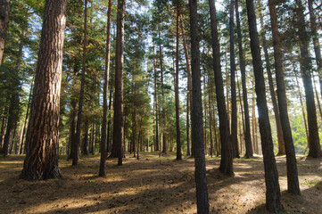 pine trees in the forest