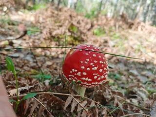 fly agaric mushroom
