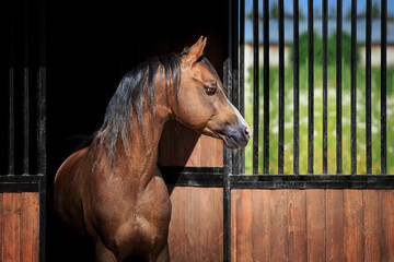 The bay horse stands at the exit of the stall outdoors. Welsh pony head looks out from the stable...