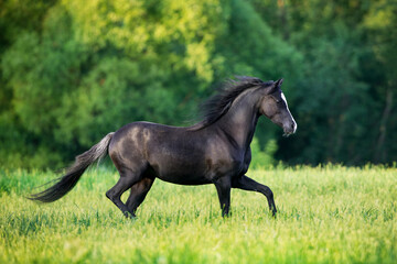 Fototapeta na wymiar Black elegance horse running outdoors in the field. Black Welsh pony trotting freedom in the meadow in summertime.
