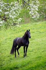Black horse on green background outdoors. Arabian stallion standing on the field in spring.