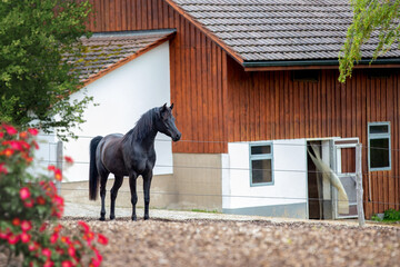 The black horse is standing next to the stables outdoors. Arabian horse and stables view in summer. 