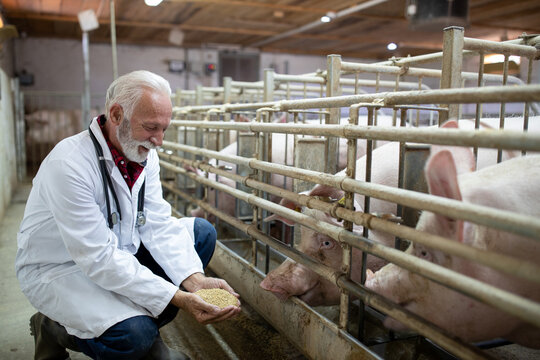 Veterinarian feeding  pigs from hands