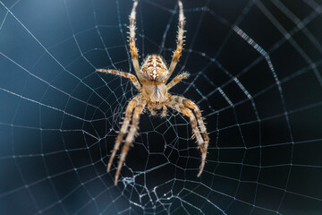 Cross spider sitting in the center of the web