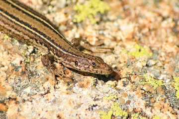Lizard sunbathing on a rock