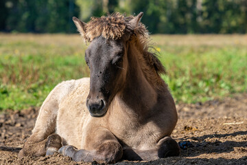 Fototapeta premium Cute Icelandic horse foal lying down in the autumn sunlight