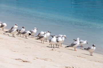 Seagulls at the beach shore in Abu Dhabi, UAE