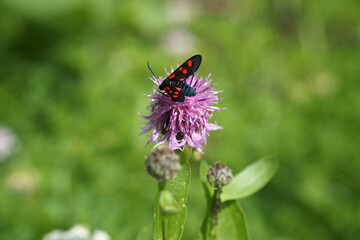Fototapeta na wymiar primo piano di Farfalla che posa su un fiore viola 