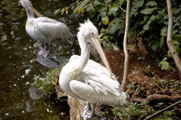 Pelican sitting on the Lake, cleans feathers