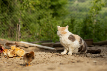 cat hunts on little chicken in the yard