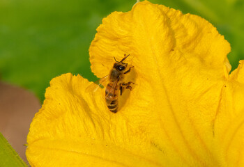 Honey bee on a squash blossom