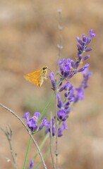 Rural Skipper Butterfly (Ochlodes agricola) visiting Lavender