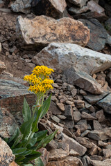 Yellow Colorado Wildflowers Summer