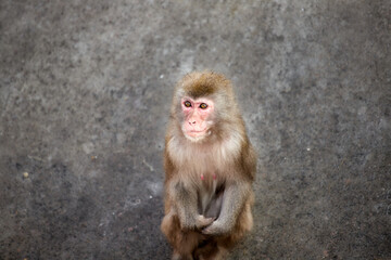 Japanese macaque, close-up portrait. Gray monkey