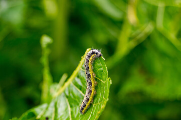 caterpillar on a leaf