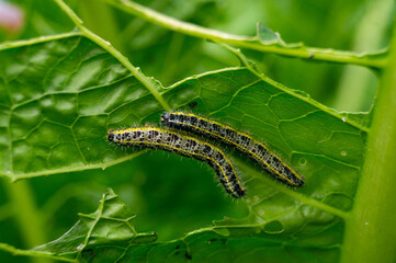 two caterpillar on a leaf