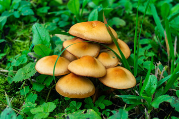 mushroom in the grass