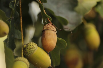 małe  owoce  dużego  drzewa  dębu  zaczynają  dojrzewać   © Mirosaw