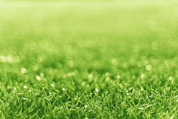 Green grass as an abstract background. Grass and bokeh effect.