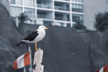 seagull perched on the coast
