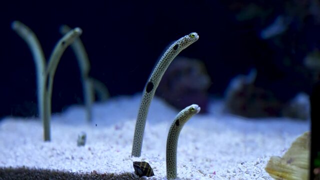 close up of wormfish in an aquarium
