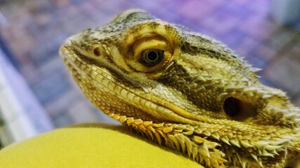 Young bearded dragon. 