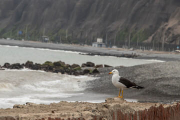 seagull perched on the coast