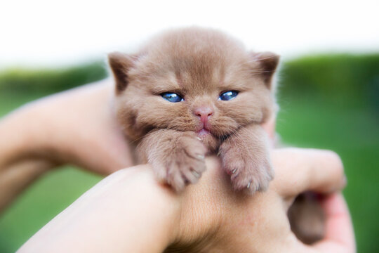 british shorthair kitty