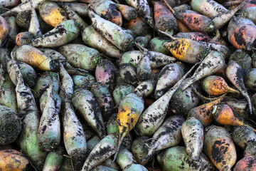 Pile of mangelwurzels, a cultivated root vegetable used as a fodder crop for feeding livestock