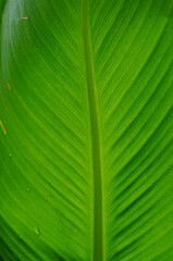 Bright canna leaf