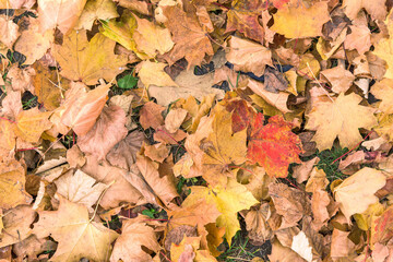 Autumn background made of colorful leaves