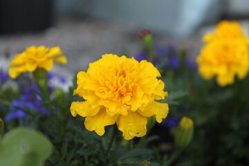 yellow flowers