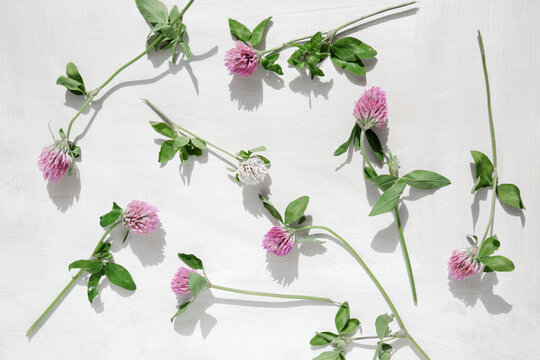 Pink clover. Clover flowers on green stems with leaves are scattered on a white wooden surface