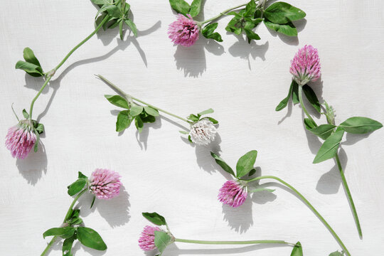 Pink clover close-up. Clover flowers on green stems with leaves are scattered on the white wooden surface