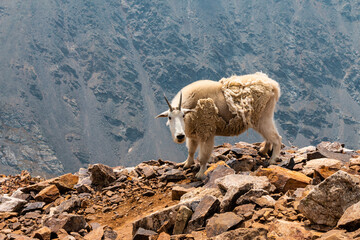 Mountain Goats on Quandary Hiking Trail Colorado