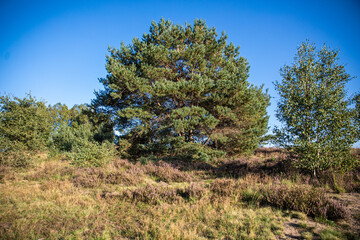 Obraz premium Heide en zandverstuiving bij Rozendaal op de Veluwezoom