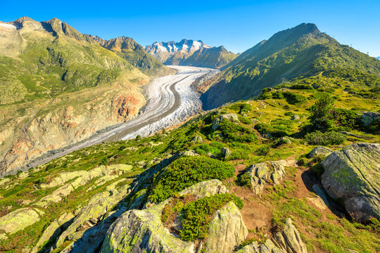 Great Aletsch Glacier, the largest glacier in the Alps and UNESCO heritage from Moosfluh viewpoint in Canton of Valais, Switzerland, Europe. Summer season, clear blue sky.