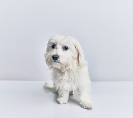 Adorable dog over isolated white background.