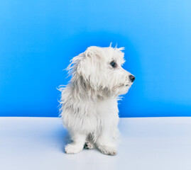 Adorable dog over isolated blue background.