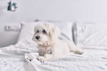 Adorable white dog at bed.
