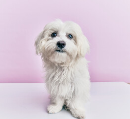 Adorable dog over isolated pink background.