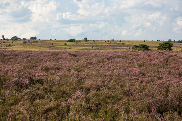 Heide en zandverstuiving bij Rozendaal op de Veluwezoom