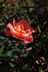 Orange Flower of Rose 'Princess Charlene de Monaco' in Full Bloom
