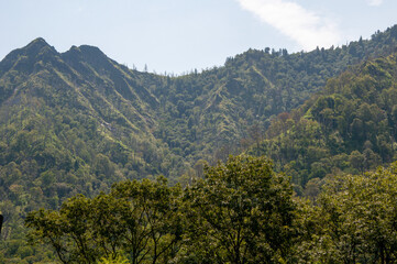 Fototapeta na wymiar Smokey Mountains (forest in the mountains)